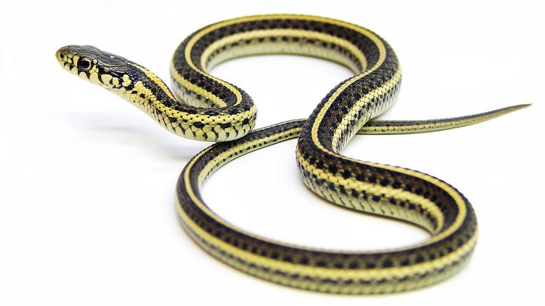 Plains garter snake 3 (Thamnophis radix)